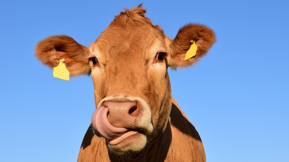 Crodo celebra la zootecnia: torna la Mostra Bovina Provinciale